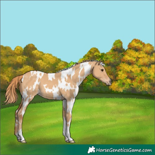 Horse Color:White Spotted Red Dun 