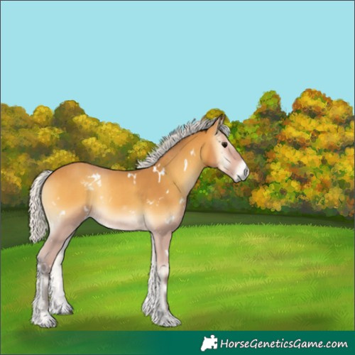 Horse Color:White Spotted Silver Buckskin Onyx 