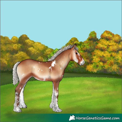 Horse Color:White Spotted Silver Bay Onyx Sabino Rabicano 