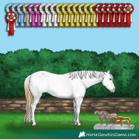 Horse Color:White Spotted Buckskin Dun Appaloosa 