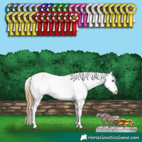 Horse Color:White Spotted Buckskin Dun Appaloosa 