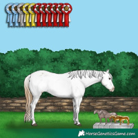 Horse Color:White Spotted Buckskin Dun Appaloosa 