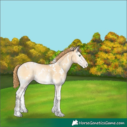 Horse Color:White Spotted Buckskin Pearl Onyx Rabicano 