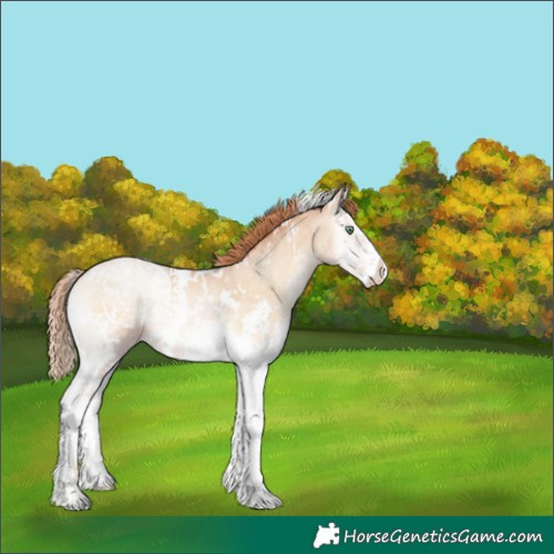 Horse Color:White Spotted Buckskin Pearl Onyx Sabino Rabicano 