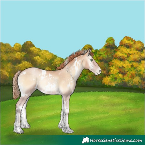 Horse Color:White Spotted Buckskin Pearl Onyx 
