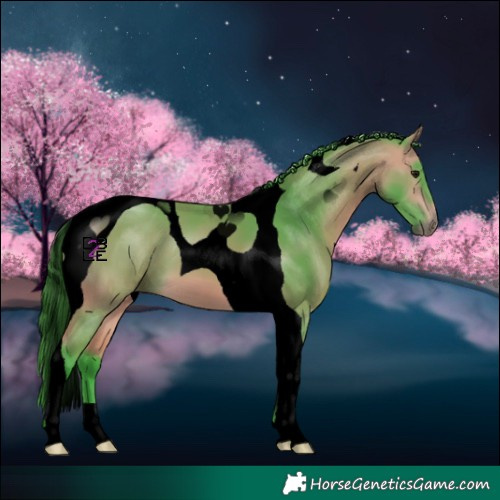 Horse Color:Void Watercolor Buckskin Tobiano 