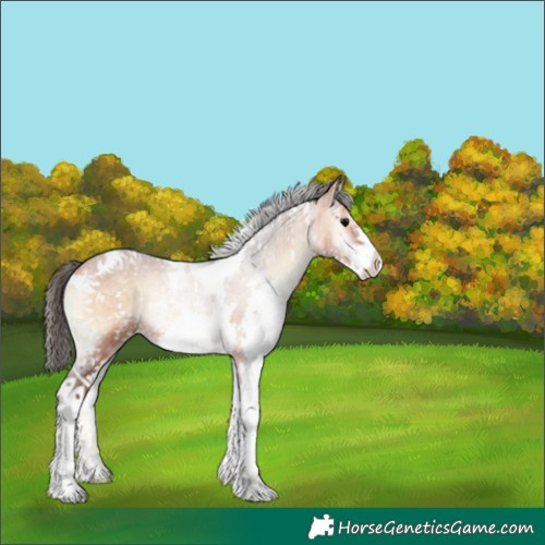 Horse Color:White Spotted Bay Onyx Sabino Rabicano 