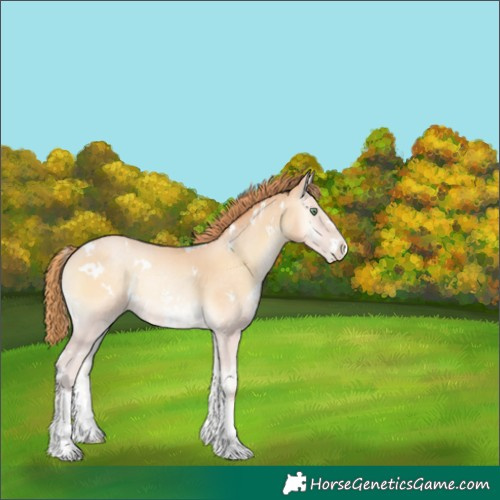 Horse Color:White Spotted Buckskin Pearl Onyx Sabino 