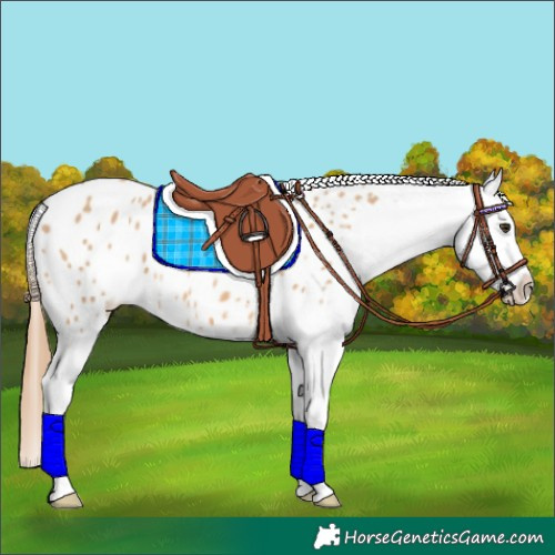 Horse Color:Red Dun Blanket 