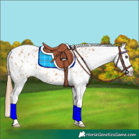 Horse Color:Red Dun Appaloosa