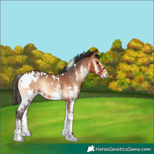 Horse Color:White Spotted Bay Onyx Sabino 