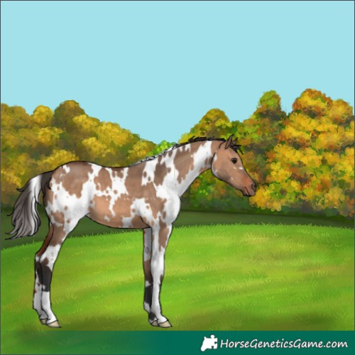 Horse Color:White Spotted Bay Dun 