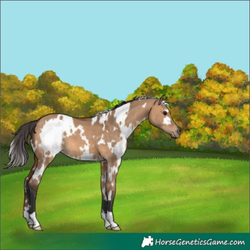 Horse Color:White Spotted Bay Dun 