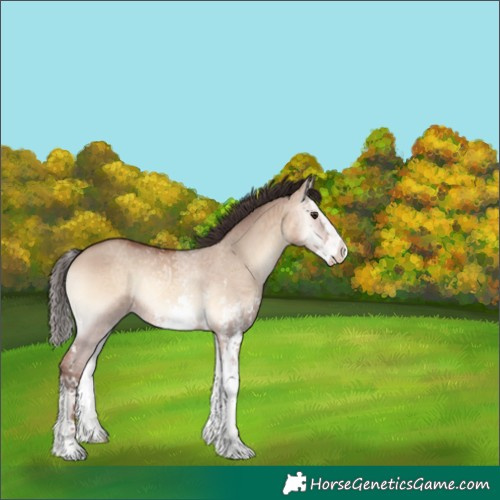 Horse Color:Sable Champagne Onyx Sabino Splash 