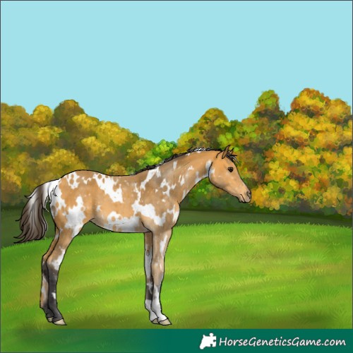 Horse Color:White Spotted Buckskin 