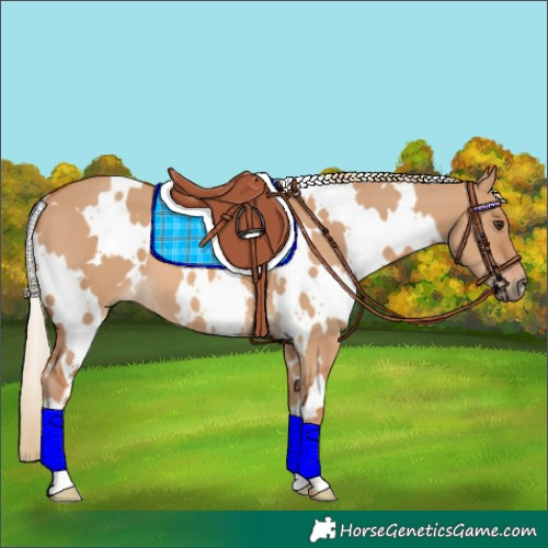 Horse Color:White Spotted Red Dun 