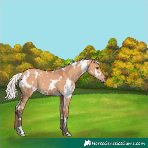 Horse Color:White Spotted Silver Bay Dun 