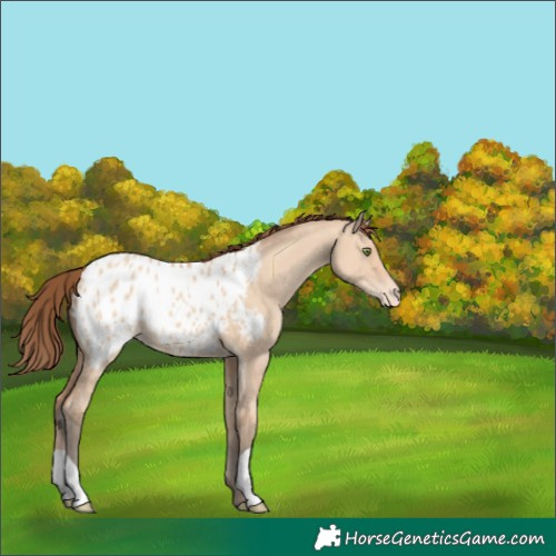 Horse Color:Amber Champagne Dun Blanket 
