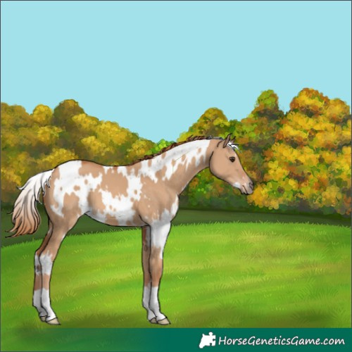 Horse Color:White Spotted Red Dun 