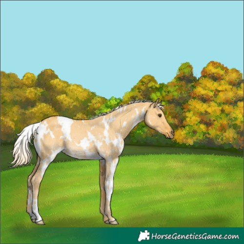 Horse Color:White Spotted Palomino Dun 