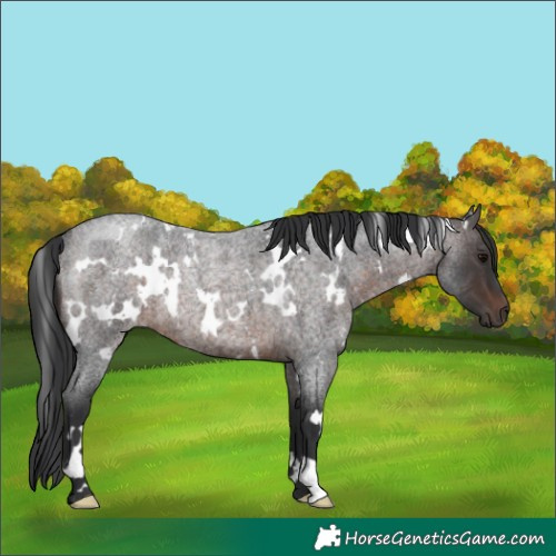Horse Color:White Spotted Brown Roan Rabicano 