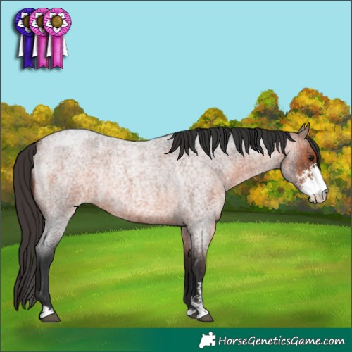 Horse Color:Brown Roan Sabino Rabicano