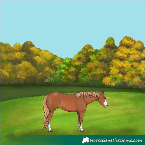 Horse Color:Chestnut 