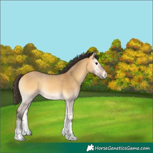 Horse Color:Buckskin Onyx Sabino Rabicano 