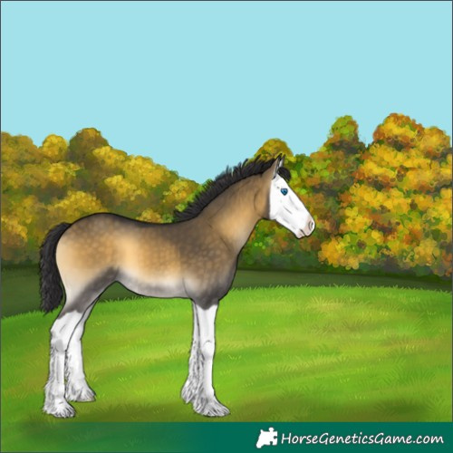Horse Color:Buckskin Onyx Splash 