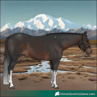 Horse Color:White Spotted Brown Tobiano 