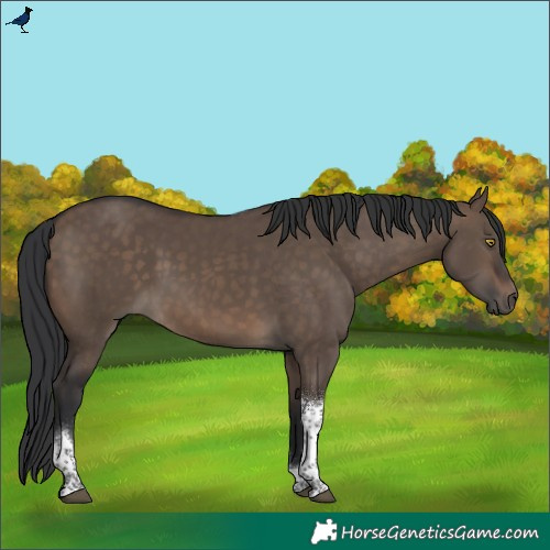 Horse Color:White Spotted Brown Dun Tobiano