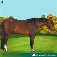 Horse Color:White Spotted Bay Tobiano