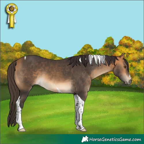 Horse Color:Buckskin Tobiano 