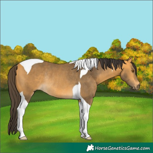 Horse Color:Buckskin Tobiano Rabicano