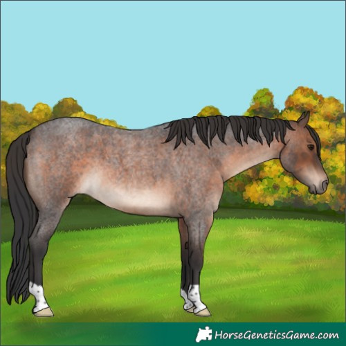 Horse Color:Brown Roan 