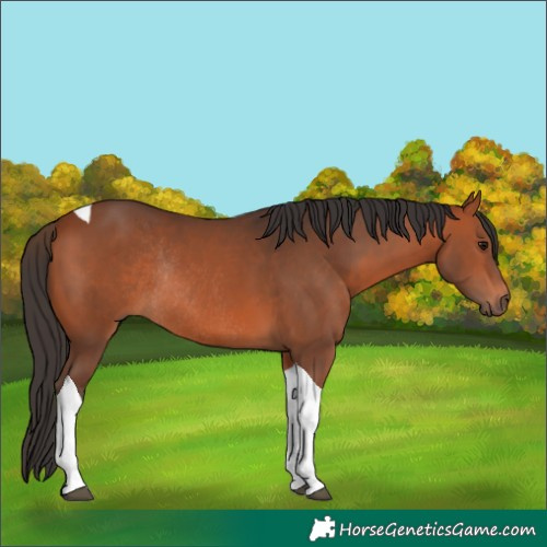 Horse Color:Bay Tobiano Rabicano 