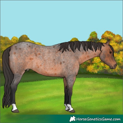 Horse Color:Brown Roan 