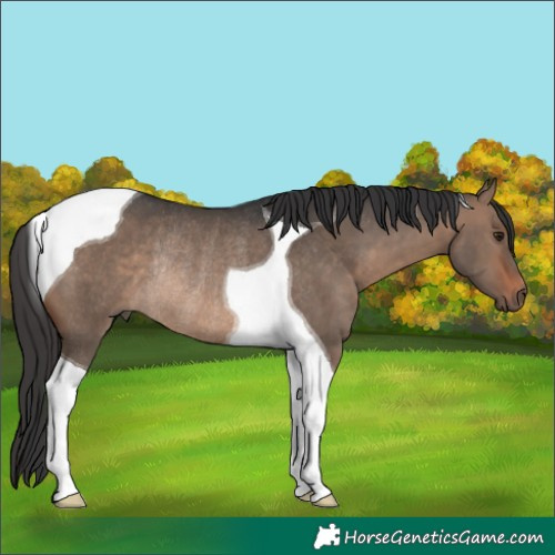 Horse Color:Brown Dun Tobiano Rabicano 
