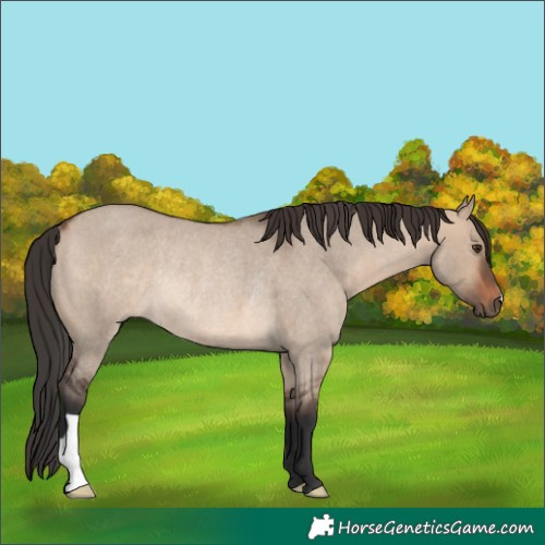 Horse Color:Brown Roan Dun Rabicano 