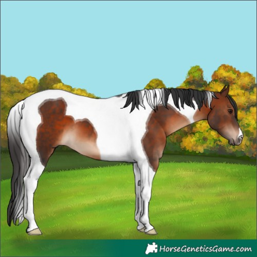 Horse Color:Brown Tobiano 