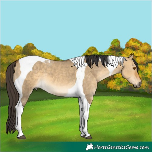 Horse Color:Buckskin Dun Tobiano 