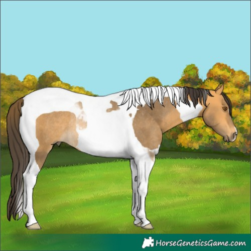 Horse Color:Buckskin Tobiano Rabicano 