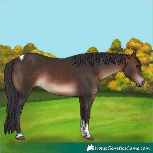 Horse Color:Brown Tobiano 