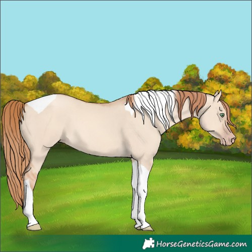 Horse Color:Gold Champagne Dun Tobiano 
