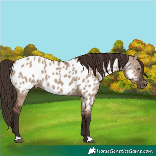 Horse Color:Liver Red Dun Appaloosa 