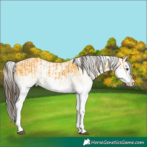 Horse Color:White Spotted Buckskin Splash and White Spotted Buckskin Splash Rabicano