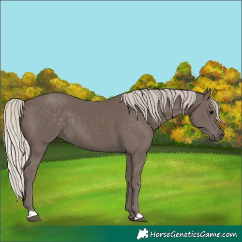 Horse Color:Silver Black 