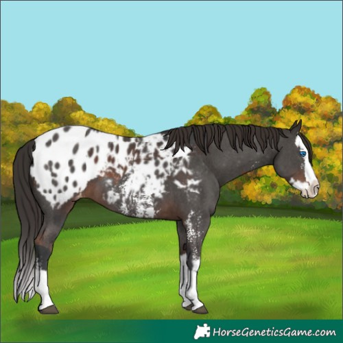 Horse Color:Brown Sabino Splash Appaloosa and Liver Chestnut Sabino Splash Appaloosa