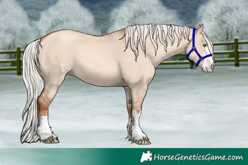 Horse Color:Silver Classic Champagne Dun Sabino 