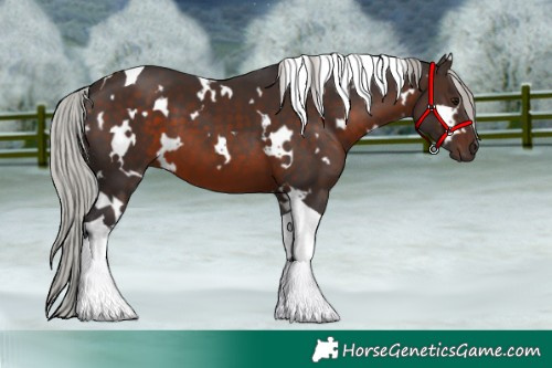 Horse Color:White Spotted Silver Brown Tobiano 